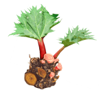 rheum-palmatum